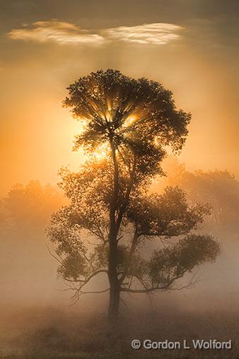 Tree In Foggy Sunrise_26820-1.jpg - Photographed near Rosedale, Ontario, Canada.